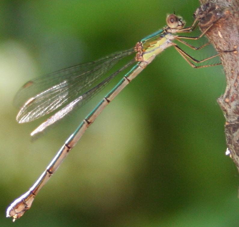 Chalcolestes cfr. viridis